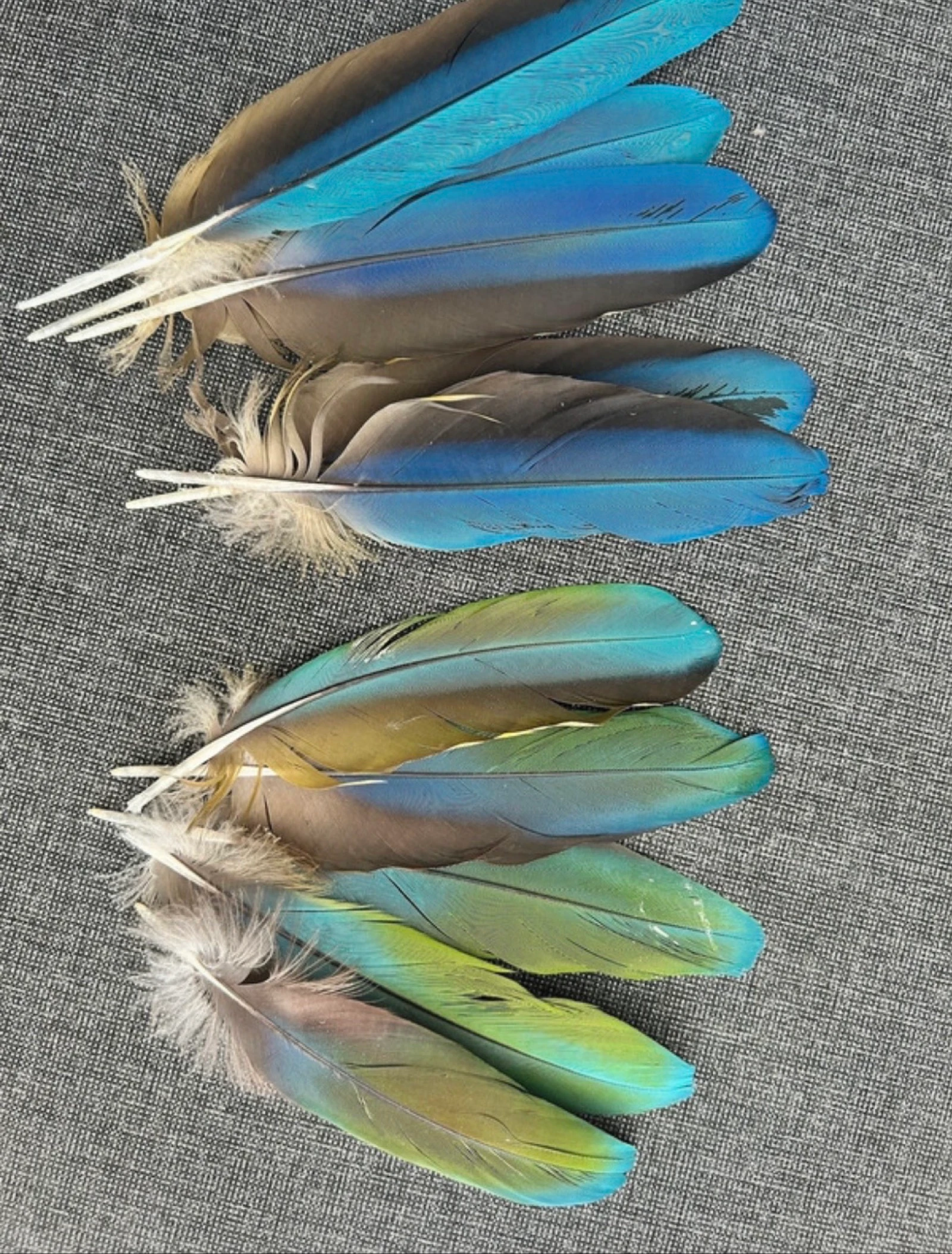 Plumas naturales de la cabra – photo 3
